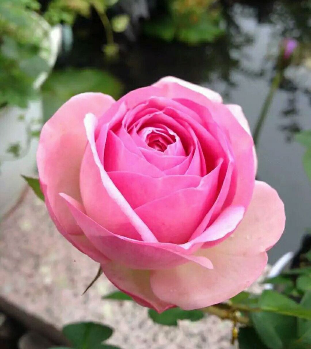 蔷薇老桩嫁接月季在什么时间最好,藤本月季芽点怎么起不来