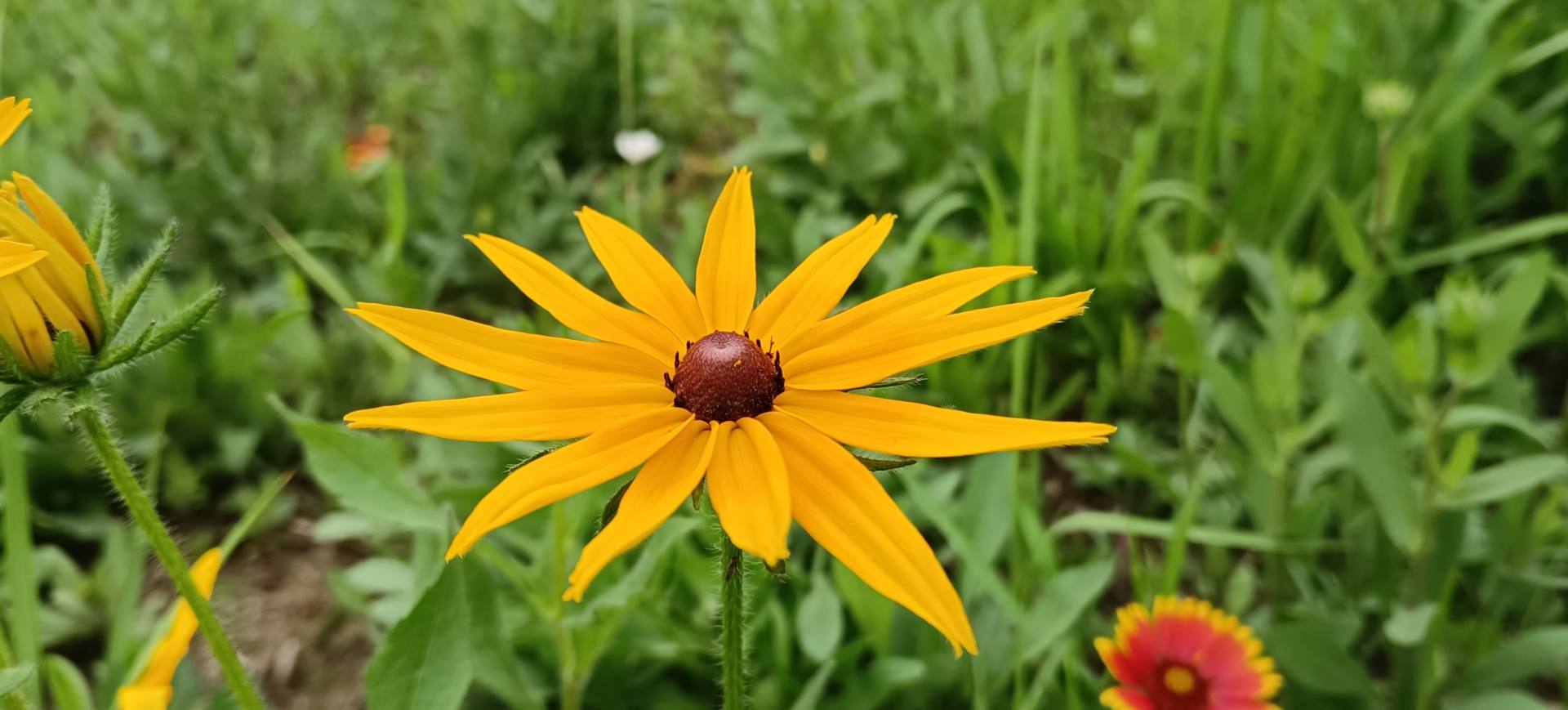 荣耀50se值得入手吗,荣耀50se值得入手吗现在
