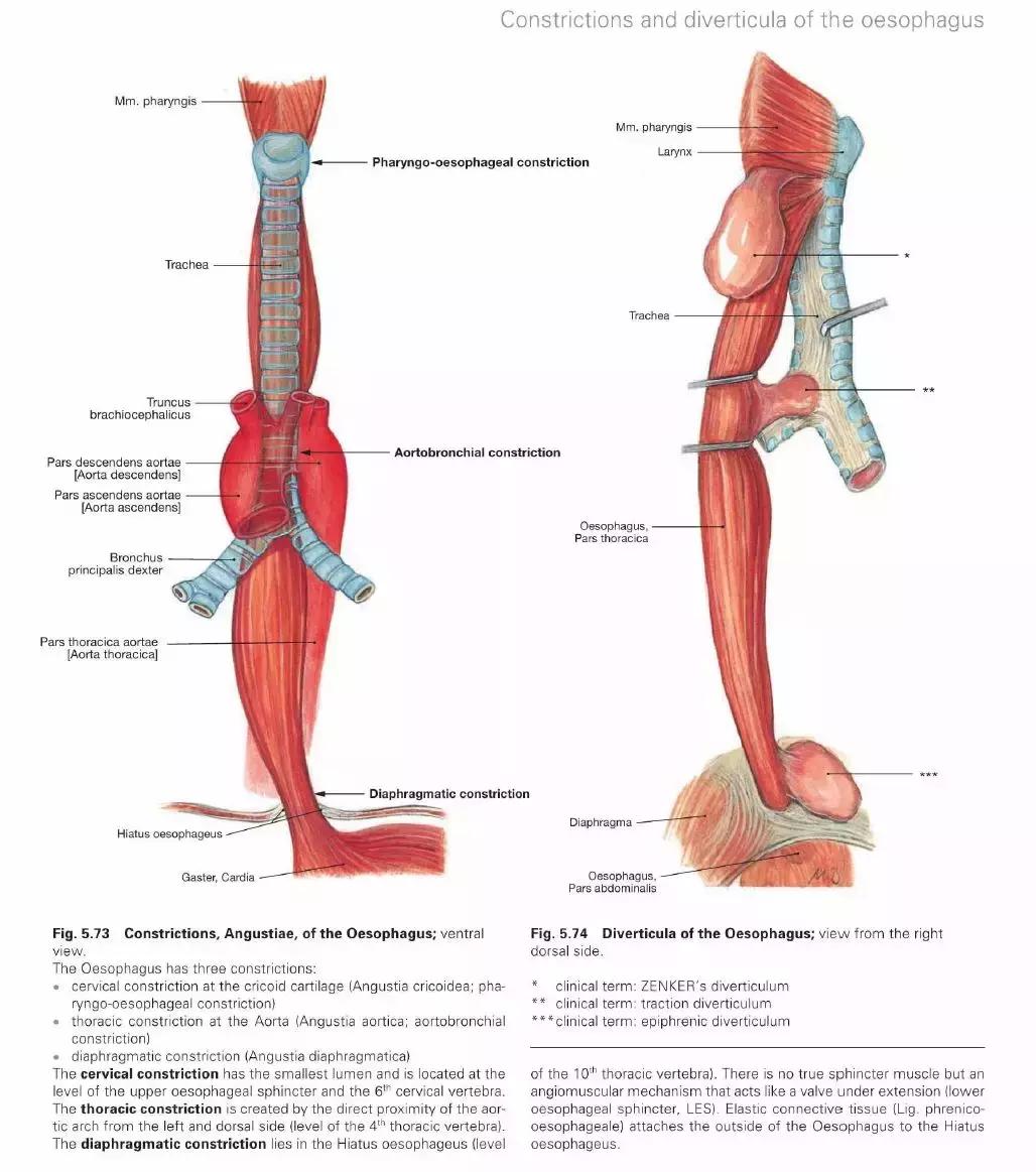 食管动脉血供来源,食管淋巴引流区