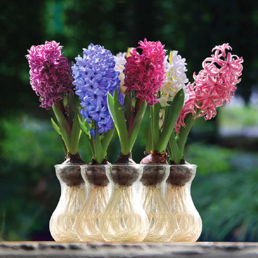 水养风信子如何快速长大,风信子怎样水养才能开花