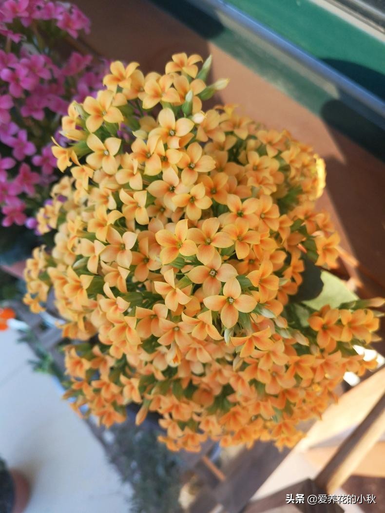 长寿花黑腐怎么办？做好3步，“一剪二晾三插”，让它再生根