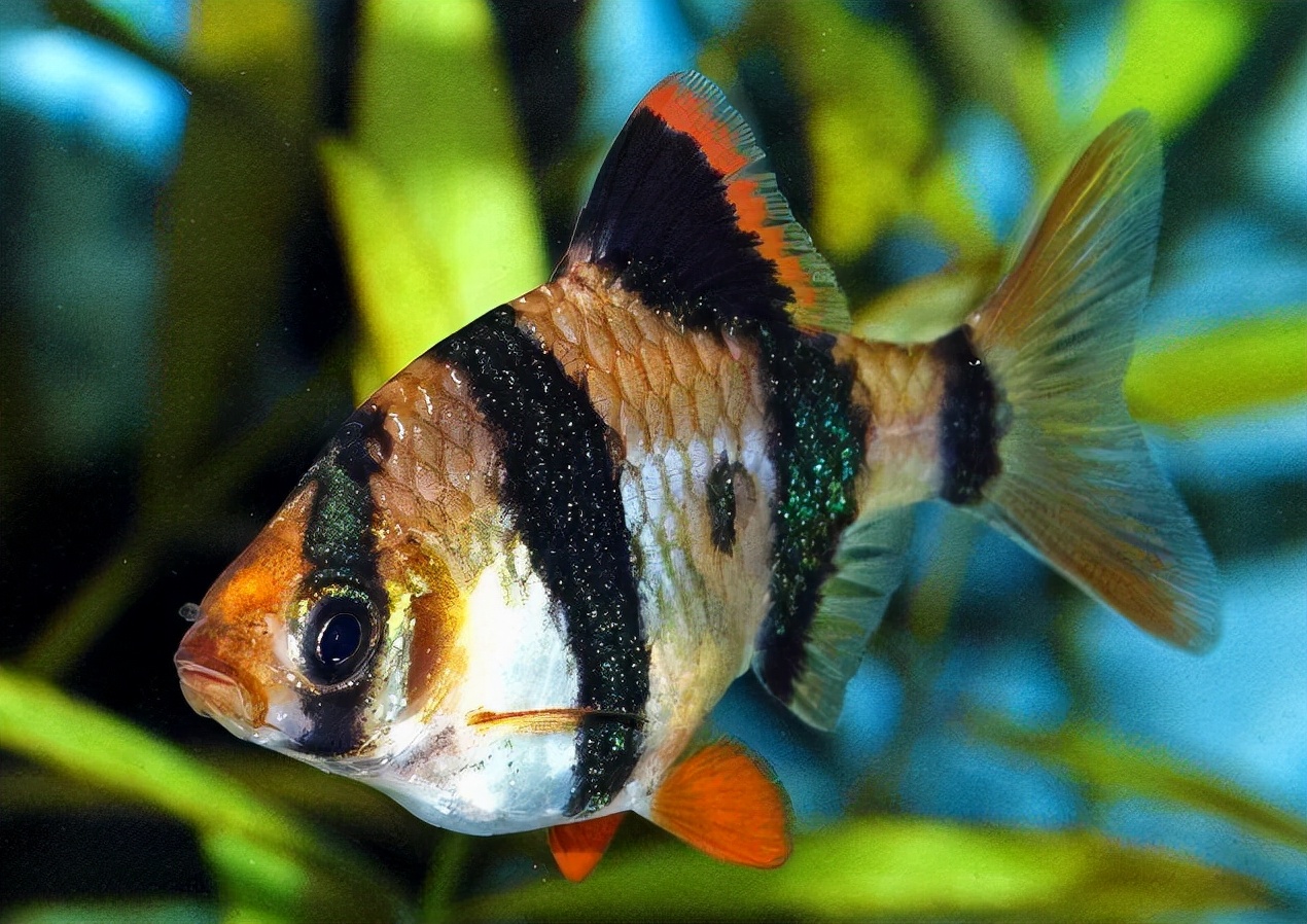 新手养的观赏鱼便宜不需要过滤,有什么观赏鱼新手推荐的