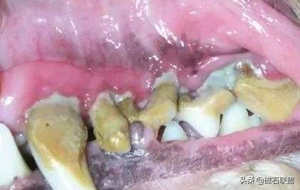 狗狗的各种口臭怎么办,狗狗口臭怎么办最快解决方法