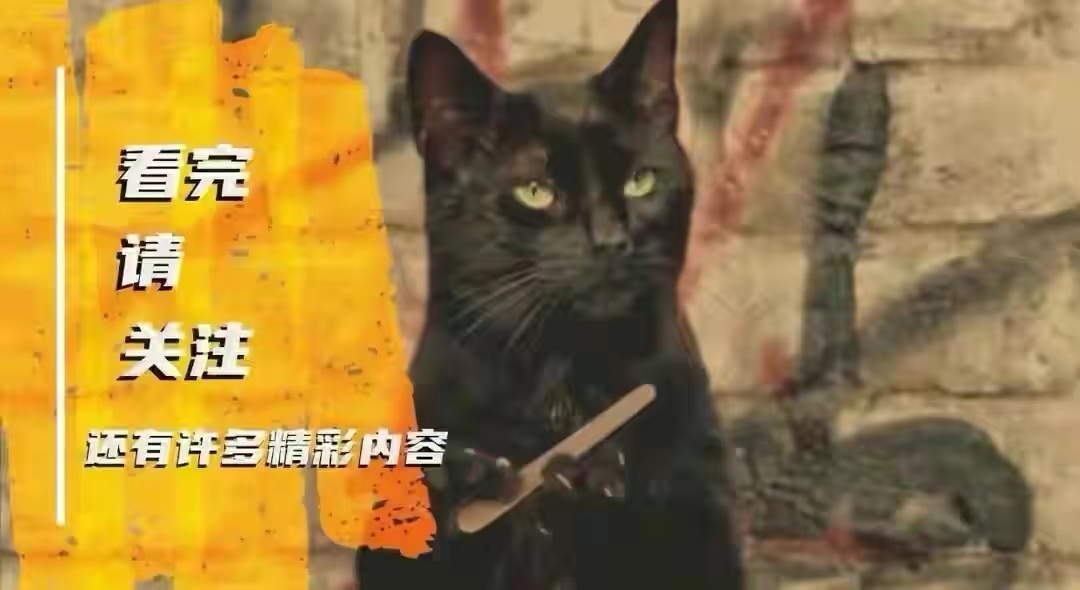 仓鸮,美如画——白衣似雪,夜袭如风