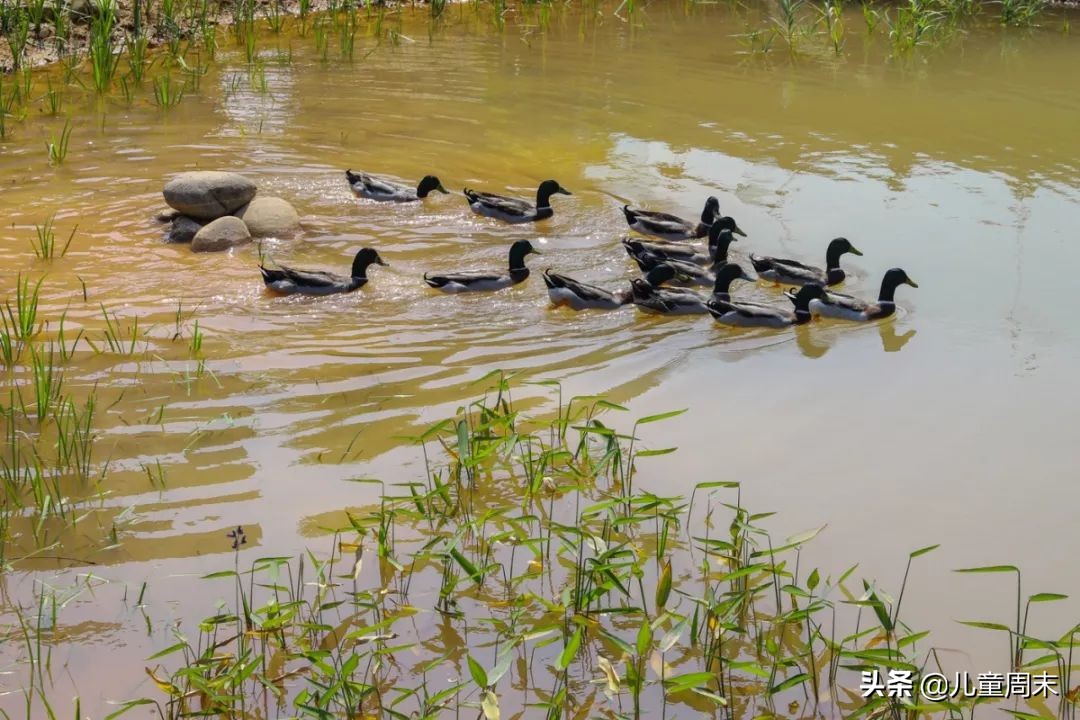 深圳中心公园足球场,深圳中心公园大草坪