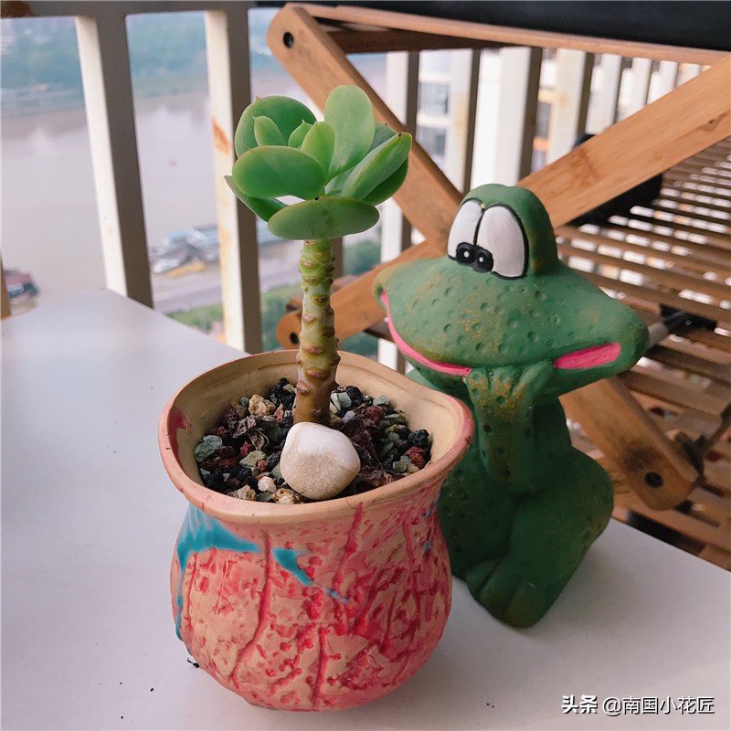 夏季阳台上高温闷热养多肉怎么办,高温天气养多肉