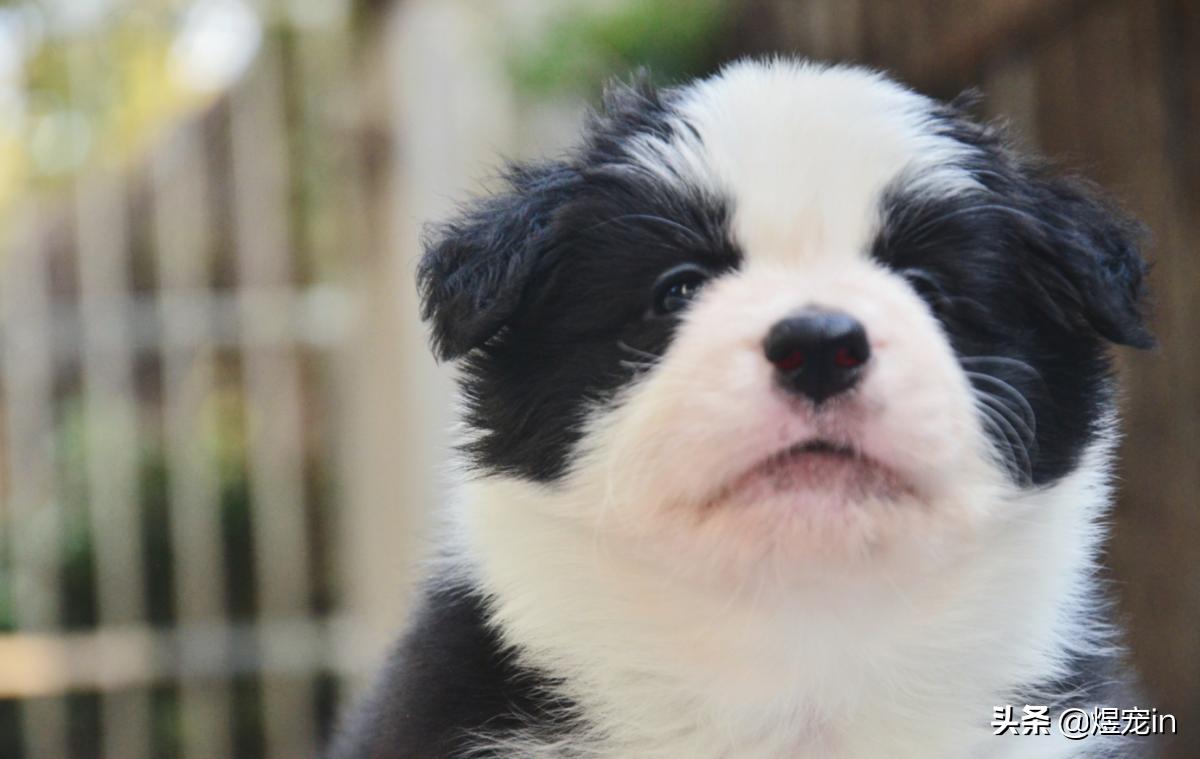 家里的狗狗掉毛,边牧狗掉毛家里怎么打理