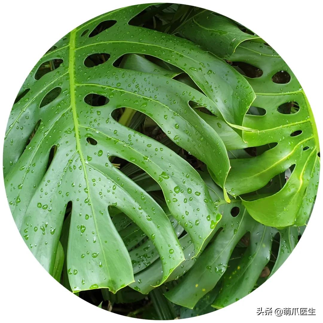 家有萌猫，千万别养这些花草！！