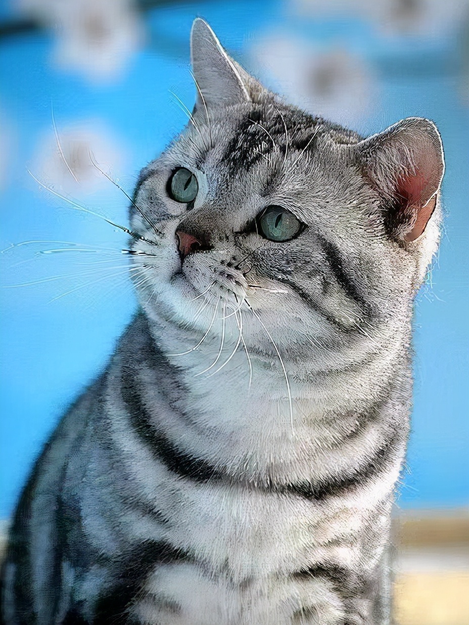 美短虎斑猫咪的品种,美国短毛猫虎斑价格