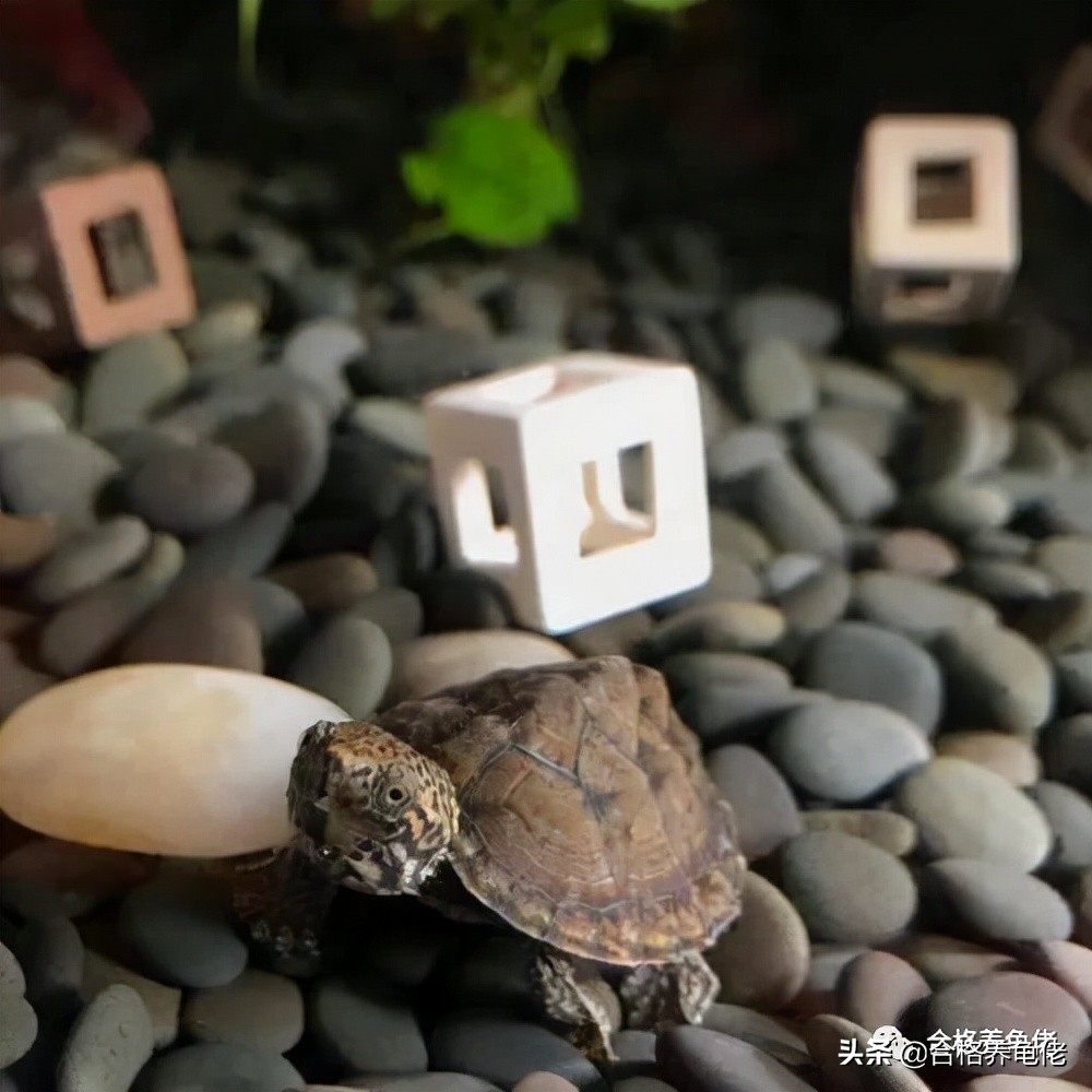 哪种龟看着凶不咬人,新手适合哪种互动性好的龟