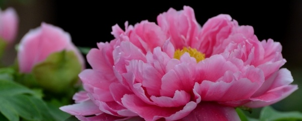 牡丹如何栽培视频教程,牡丹种植方法及养护