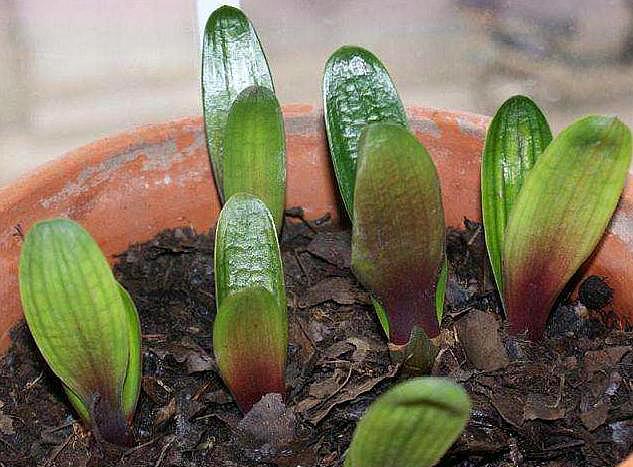 君子兰籽出芽后怎么养护,君子兰结种子期间怎么养护