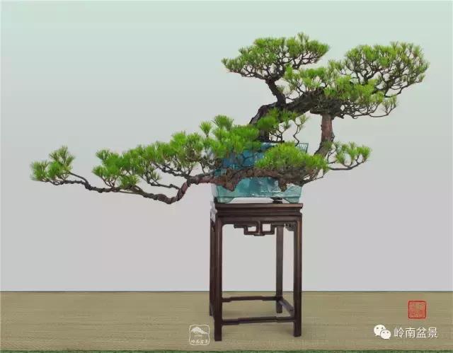 盆景欣赏苍劲有力老桩,精品盆景寒枝欣赏