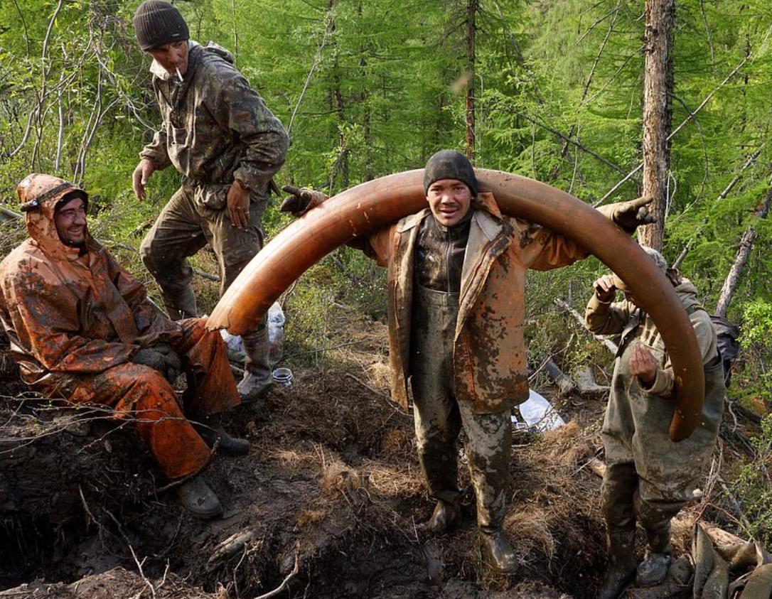 战斗民族挖宝藏,东北出土猛犸象牙