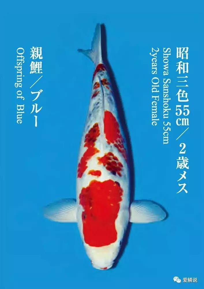 鲤界“老司机”的干货分享,少走弯路