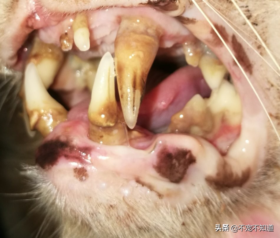 猫口炎一定要满口拔牙吗,猫口炎怎么治疗效果最好