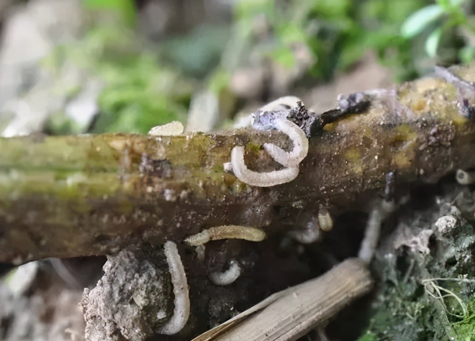 地上害虫怎样防治,土地地下害虫怎么防治
