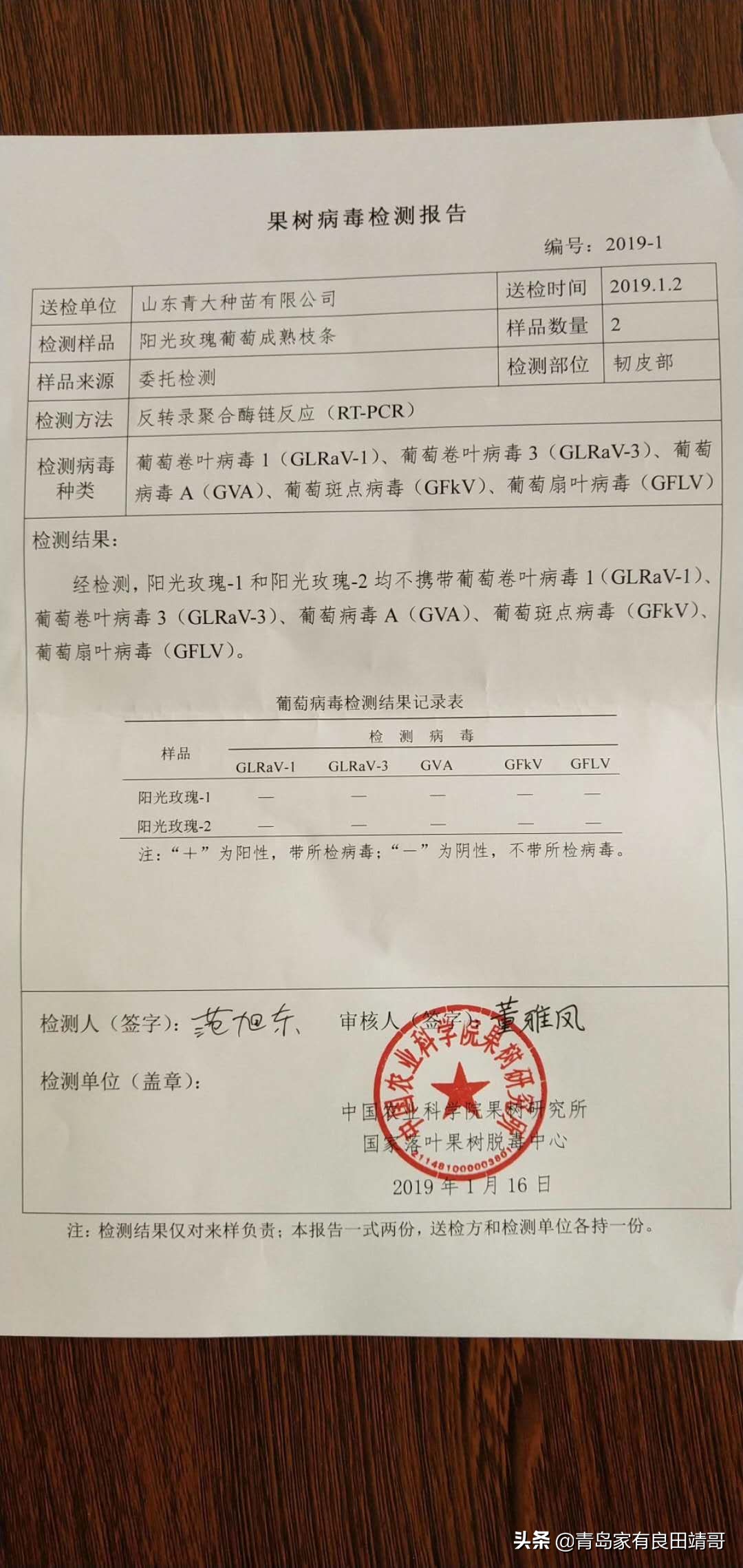 脱毒阳光玫瑰葡萄苗,阳光玫瑰特级苗