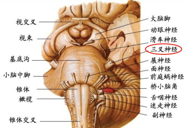 三叉神经痛科普知识,三叉神经痛的科普知识