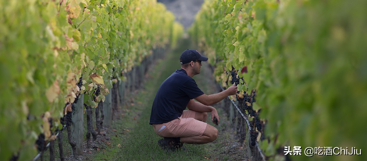 奔富407的喝酒视频,奔富407酒塞什么样