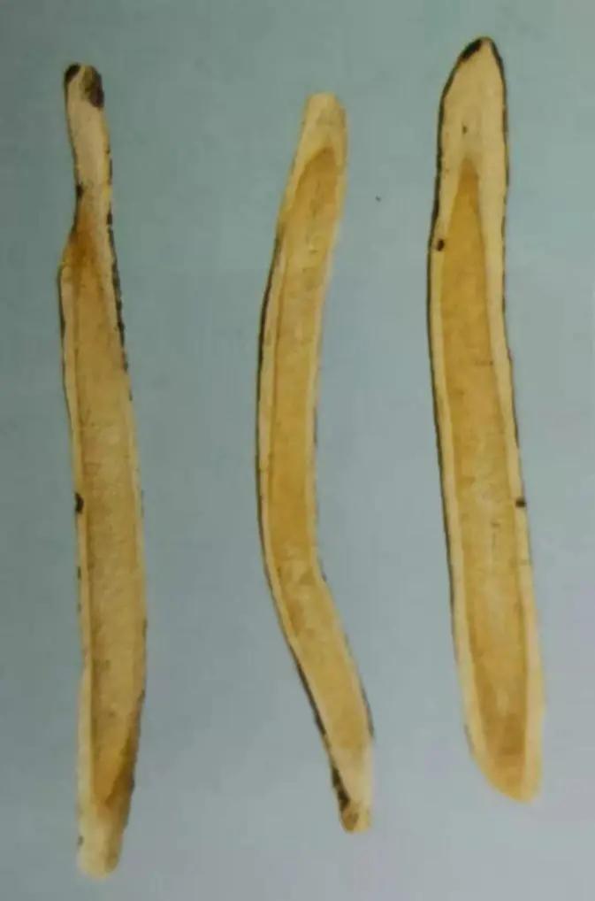 黄芪15克仙鹤草10克泡水喝作用,经常喝黄芪煮水有什么好处