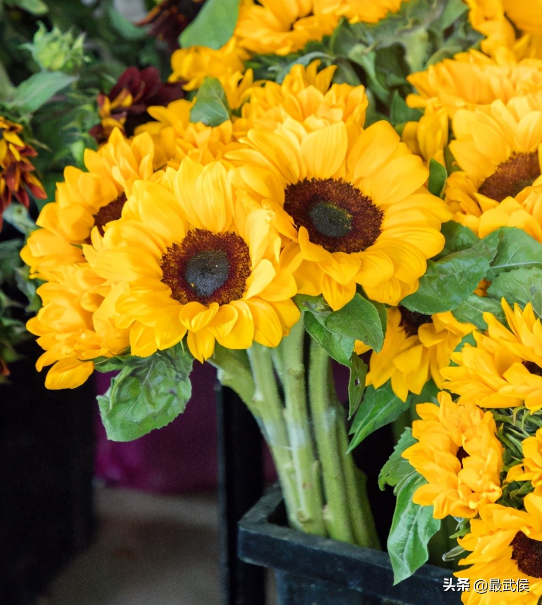 超便宜！成都铁轨下的花市5元买回一个春天！
