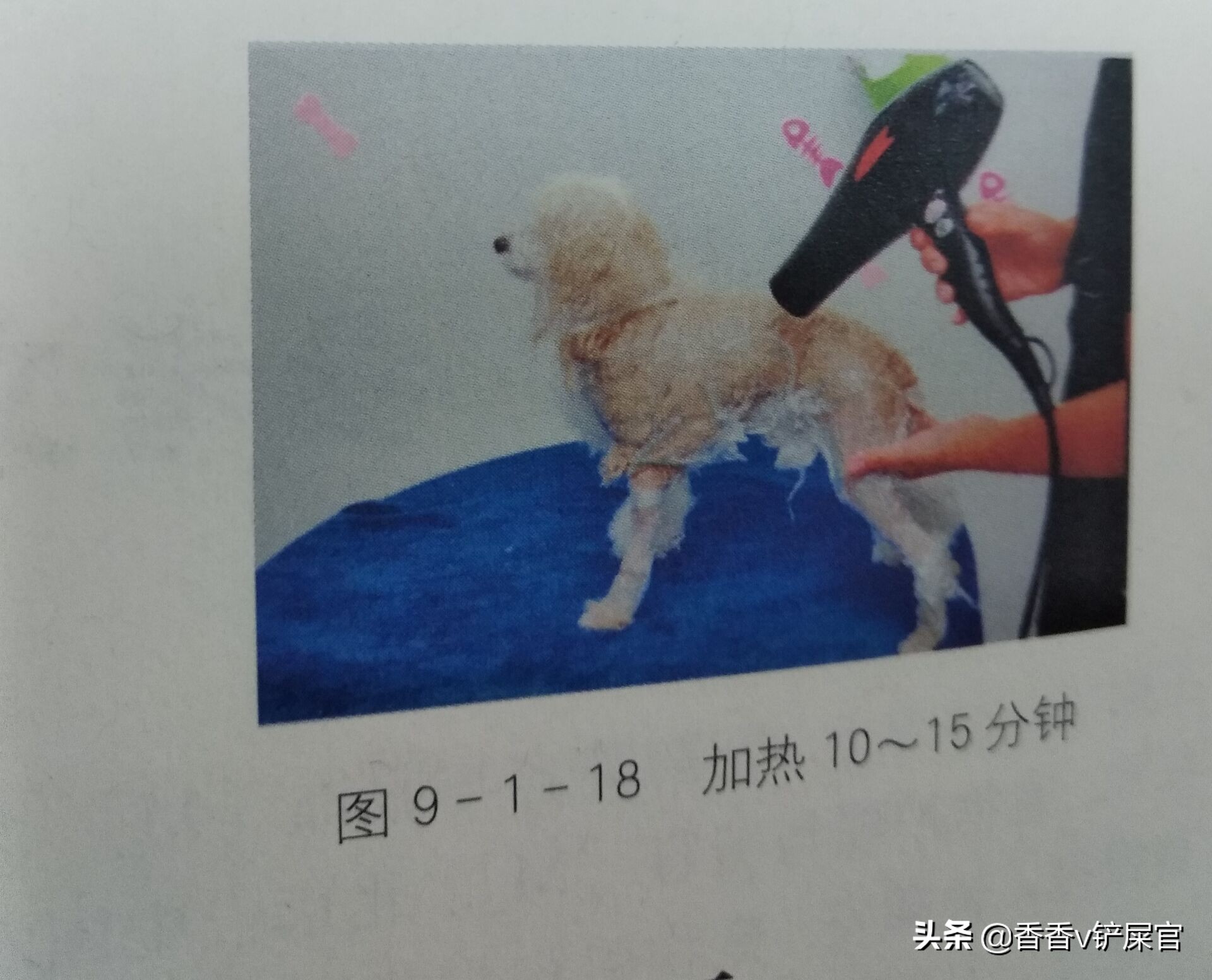 怎么给宠物做spa药浴,宠物spa需要准备什么