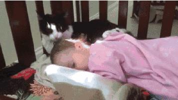 狗狗和狗狗会聊天吗,如何向猫咪表达爱意