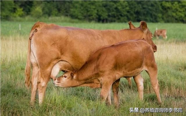 母牛常见问题,母牛常见病及防治方法