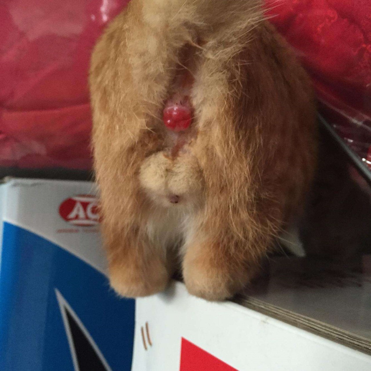 猫咪肛门腺有什么症状,猫咪肛门腺什么症状