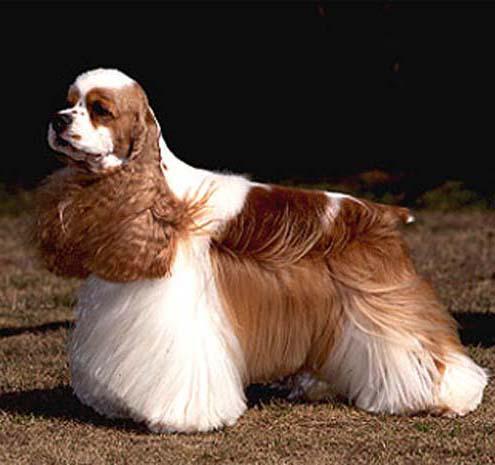 世界上一百种狗的图片,世界十种名贵狗