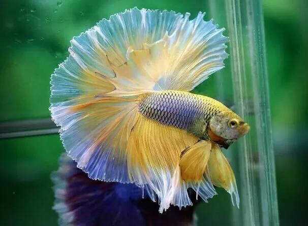 斗鱼需要加盖子吗,斗鱼饲养方法和注意事项