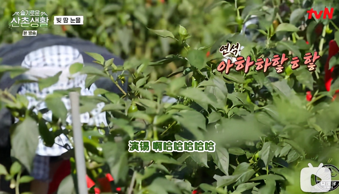 柳演锡申贤彬为什么叫wintergarden,罗英锡曺圭贤