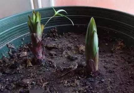 花园土壤如何松土,花园土壤怎么改造