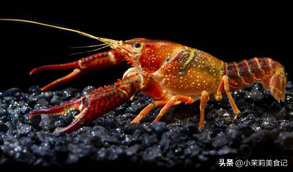 小龙虾怎么区别母虾和公虾,买小龙虾买公的好还是母的好