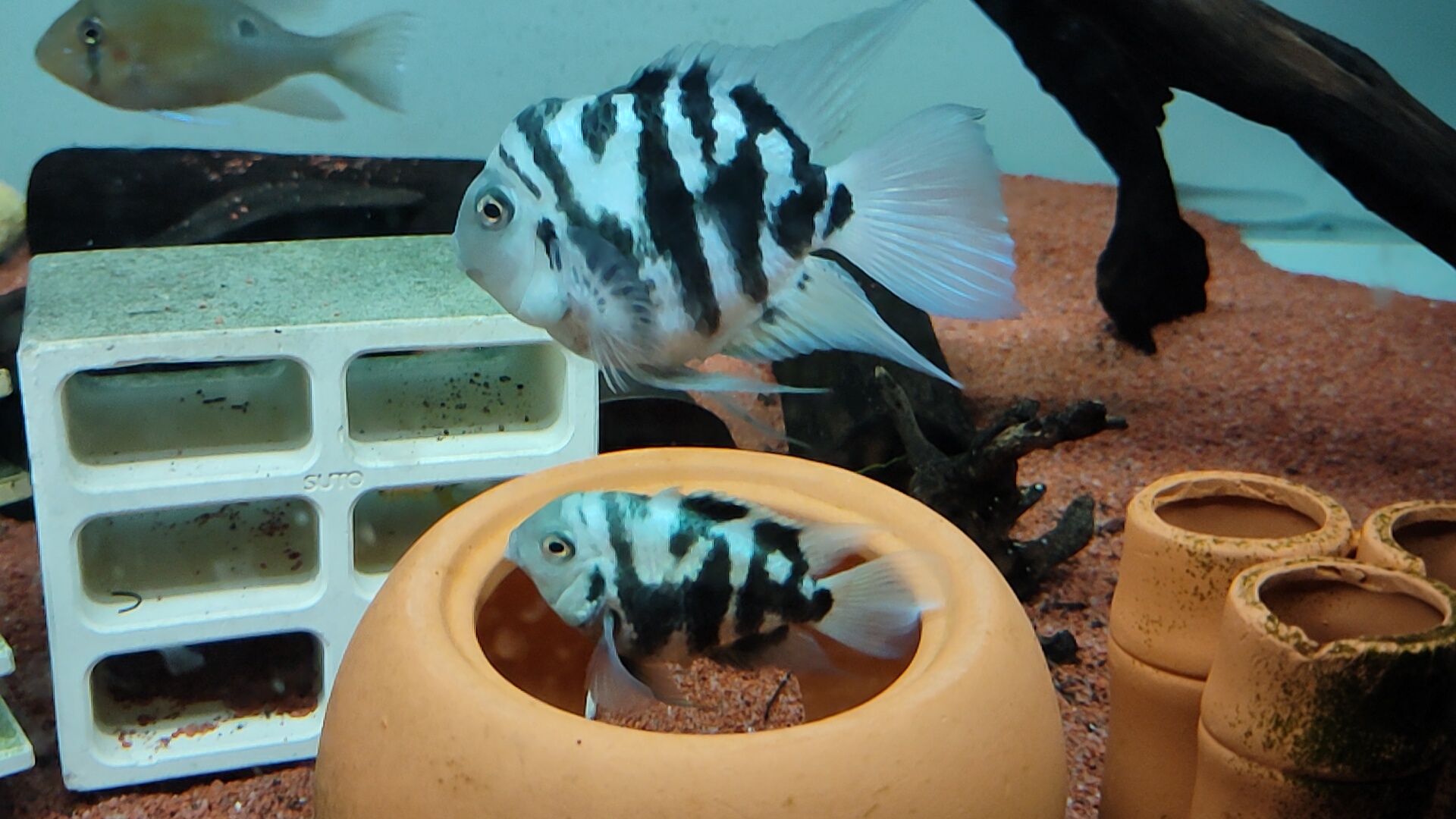 宝石蓝迷你鹦鹉鱼怎么分公母,迷你白金鹦鹉鱼多大可以分公母