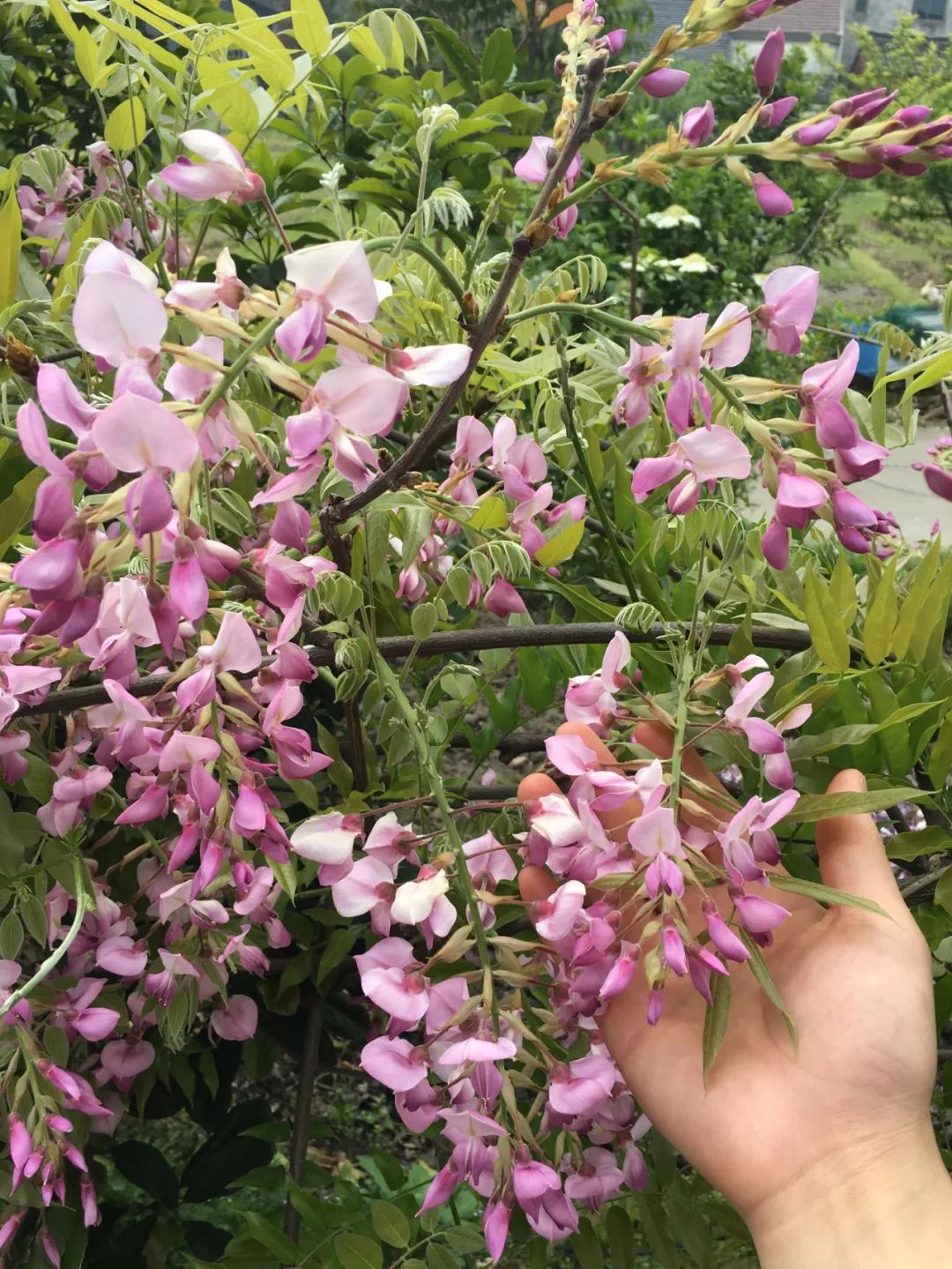 紫藤中最有名的品种叫什么名字,非常好种不需要太阳的紫藤品种