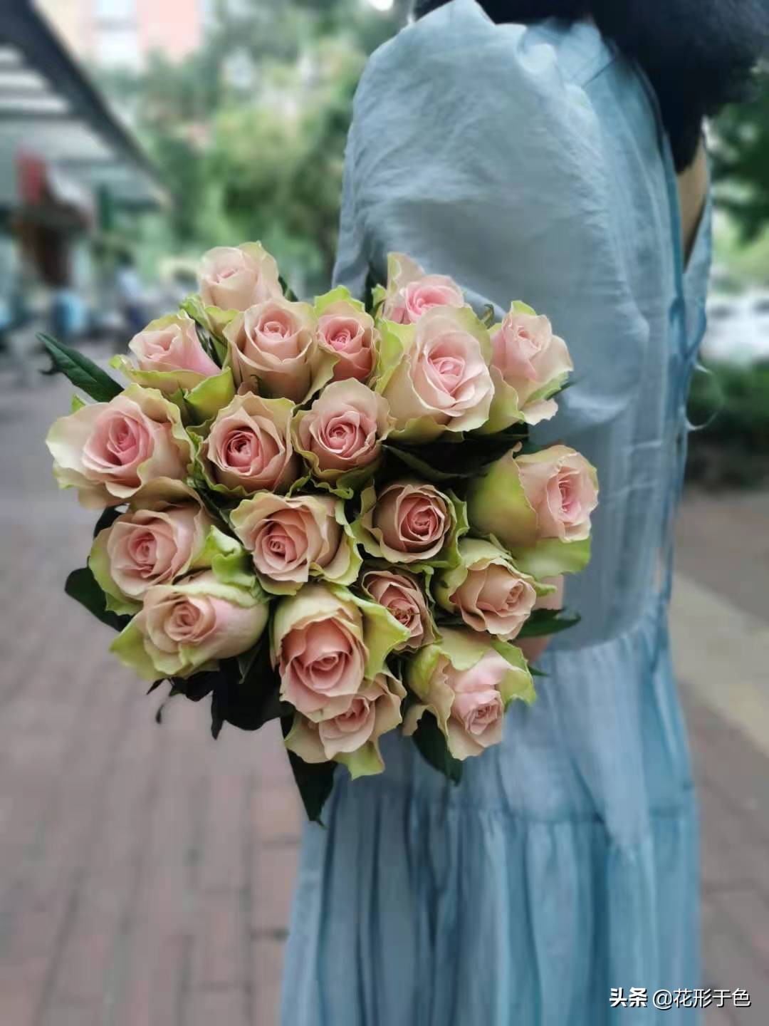 一分钟带你了解玫瑰,玫瑰花品鉴介绍