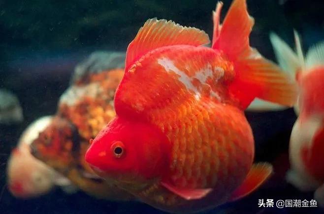 家庭养鱼小技巧和方法,观赏养鱼的方法和技巧