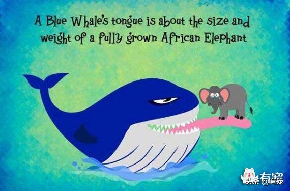 世界上怀孕周期最长的动物是什么,地球上寿命最长的动物是谁