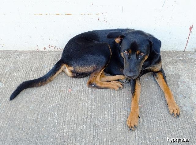 狗狗腕关节的肉球是什么,狗狗的肉球