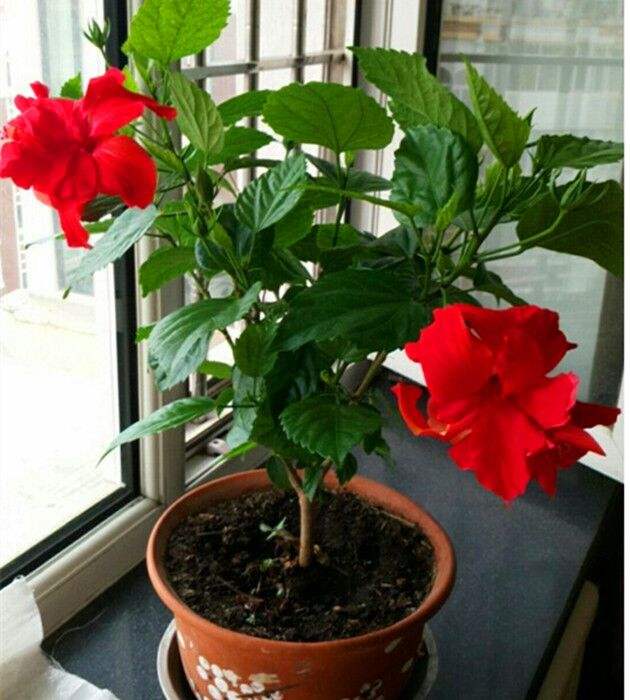 100种适合室内养的植物盆栽,10种适合室内摆放的花卉盆栽推荐