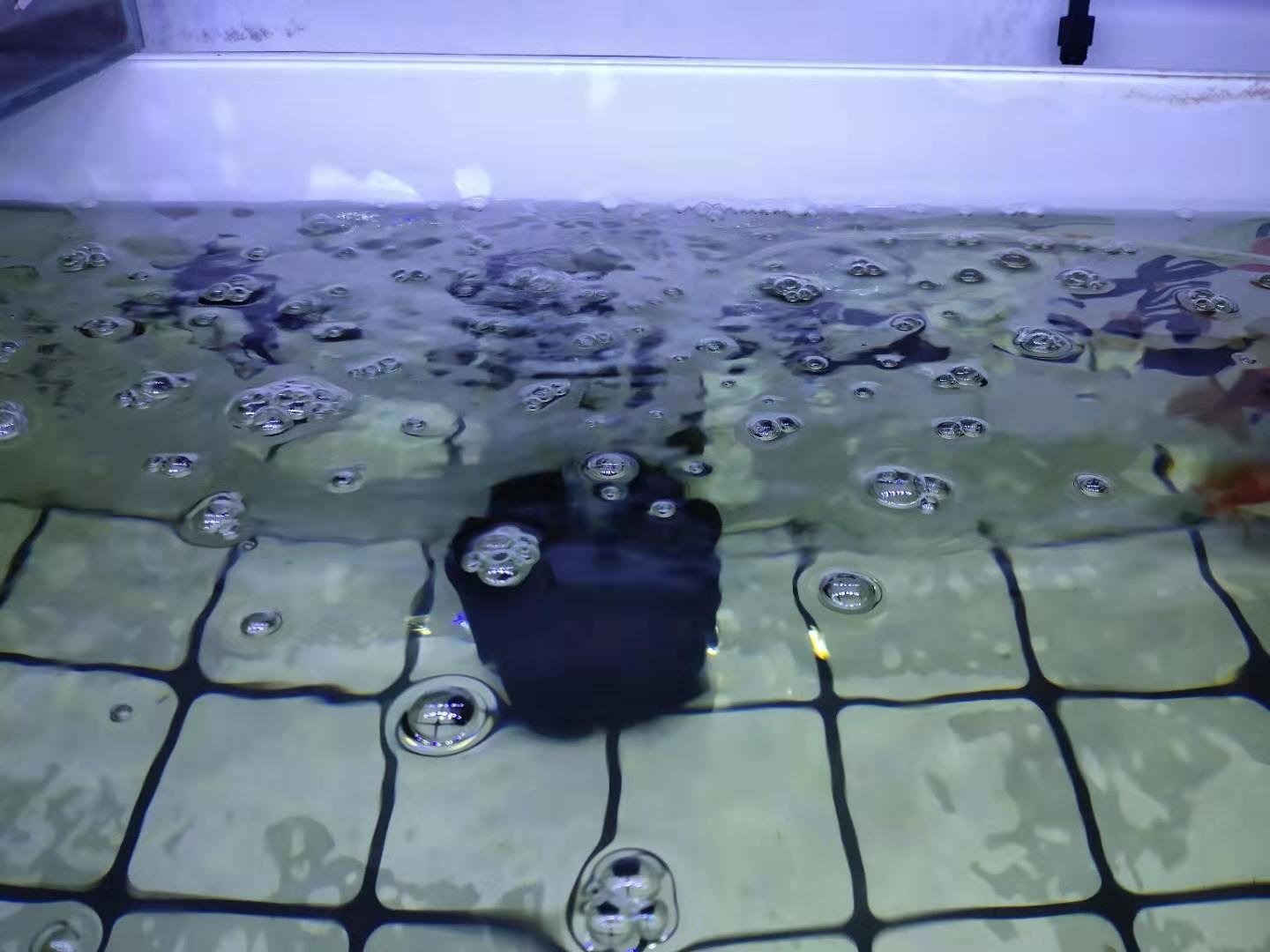 水体过肥对鱼有影响吗,肥水过多怎么解决水质问题