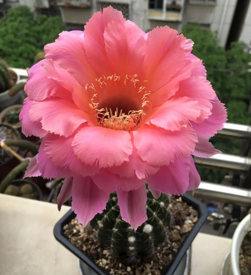 仙人球开花多盆栽品种大全,仙人球会开花还特别漂亮