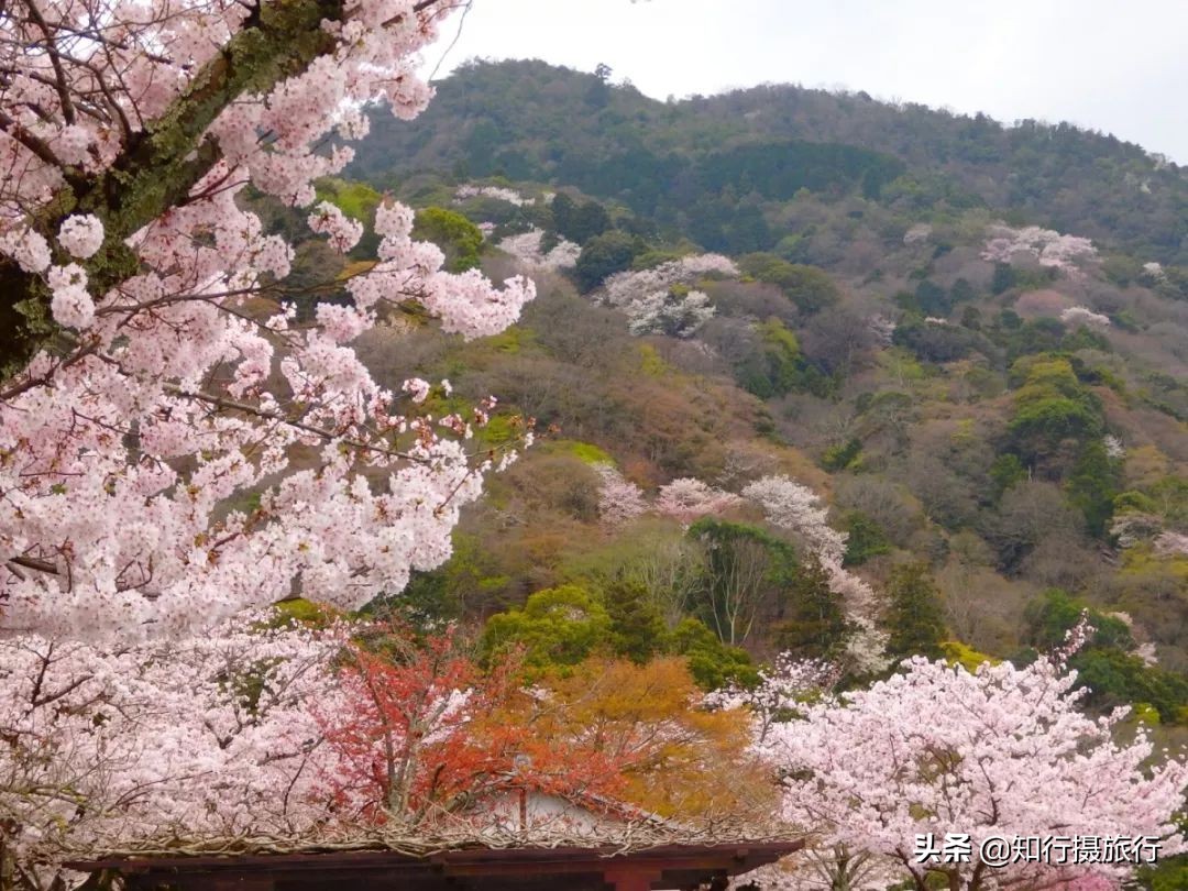 日本樱花季是八月几号,2020年日本樱花花期表