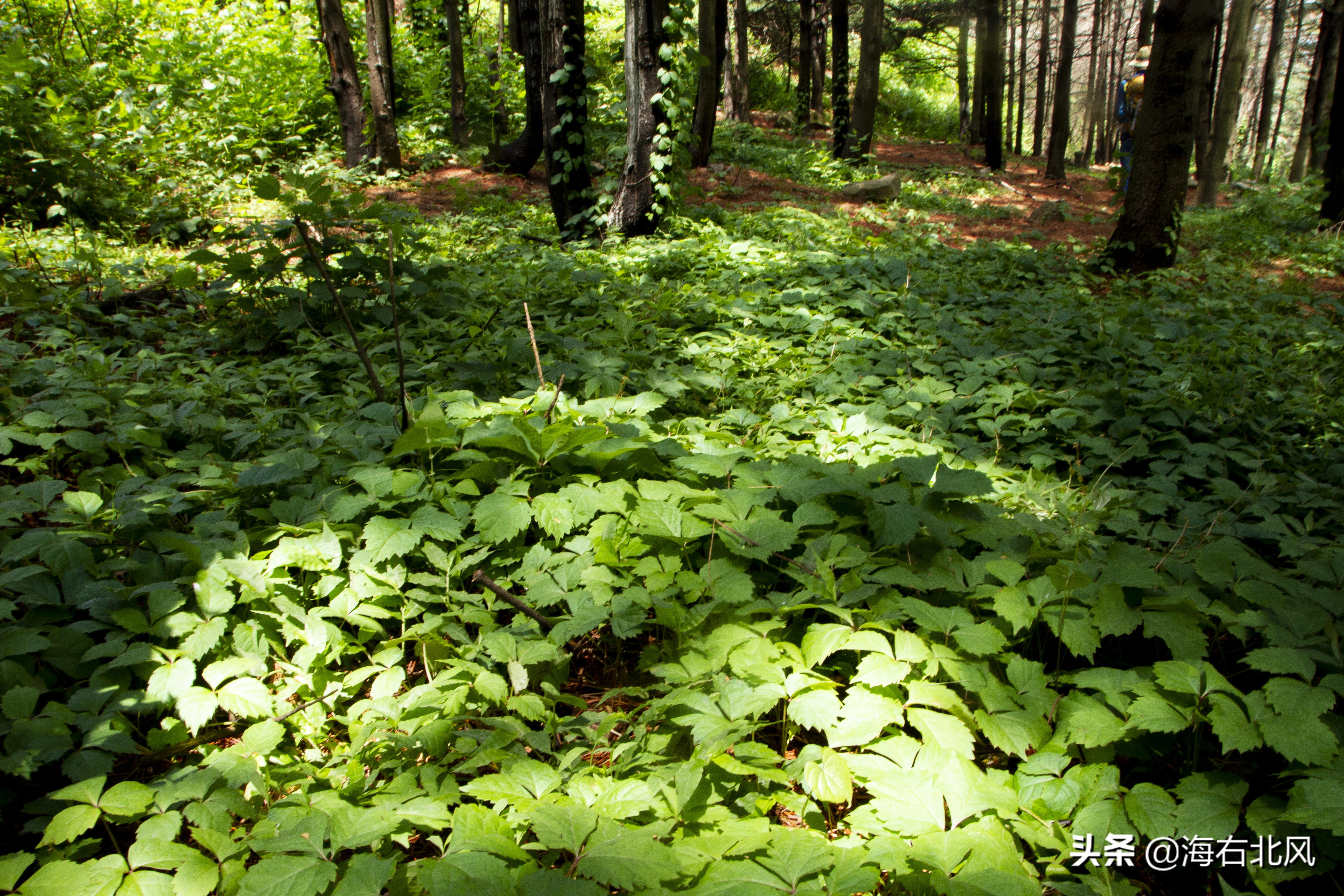 藕池镇有玩游戏的吗,藕塘周边一日游推荐