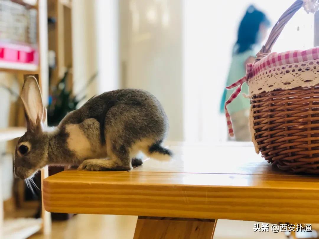 西安撸兔店,西安撸兔体验馆团购