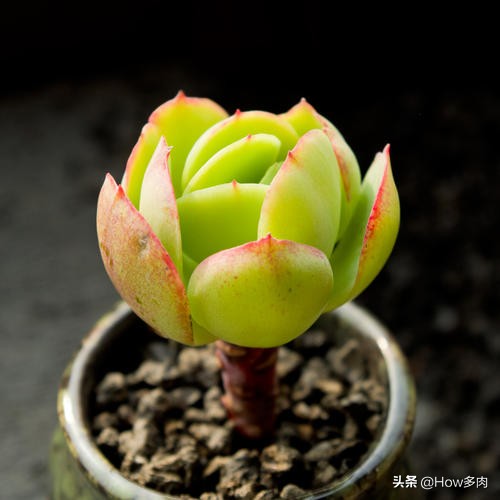 碧桃多肉老桩状态,碧桃多肉老桩怎么养出状态