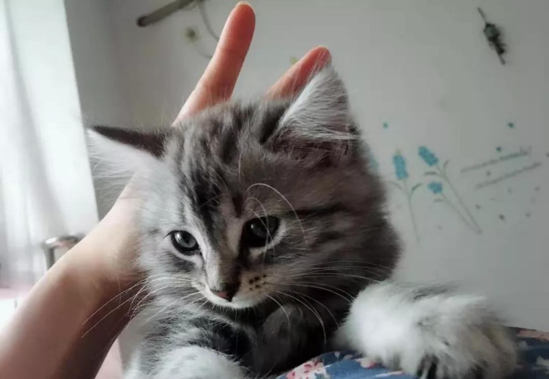 养猫后才知道爱是什么,养猫之后才知道原来只看猫睡觉