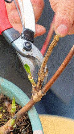 地栽绣球冬剪,两广地区绣球冬剪